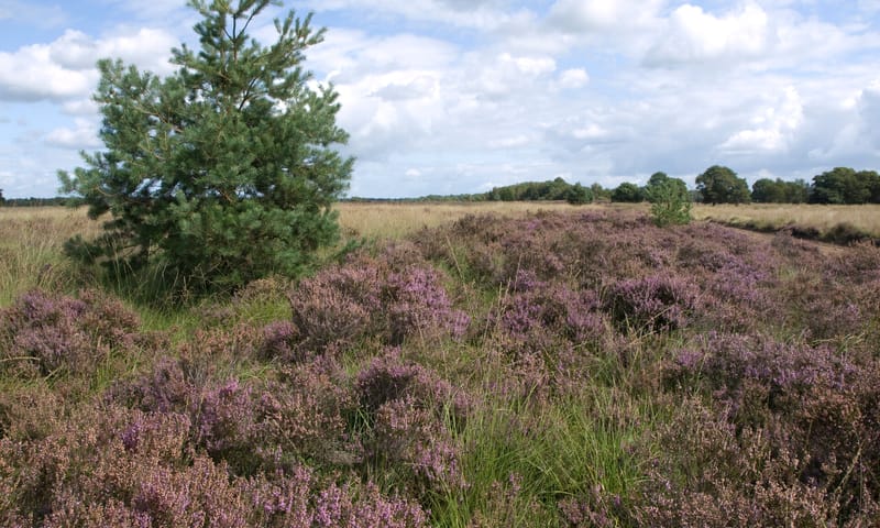 Heideterrein op het Holtingerveld