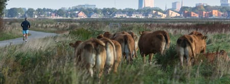 Hardlopen De Onlanden
