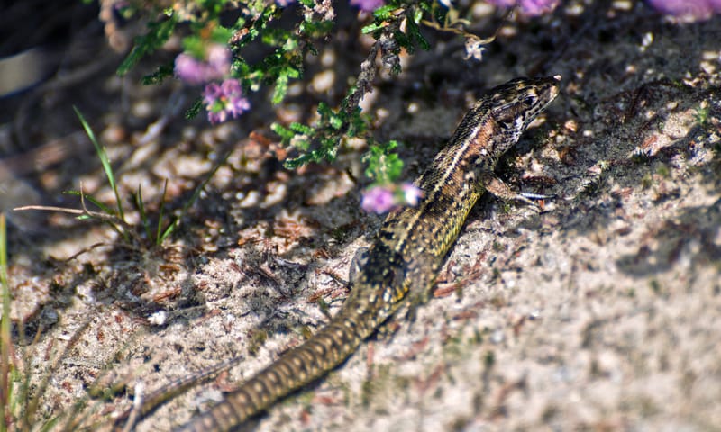 Levendbarende hagedis in de heide Levendbarende hagedis