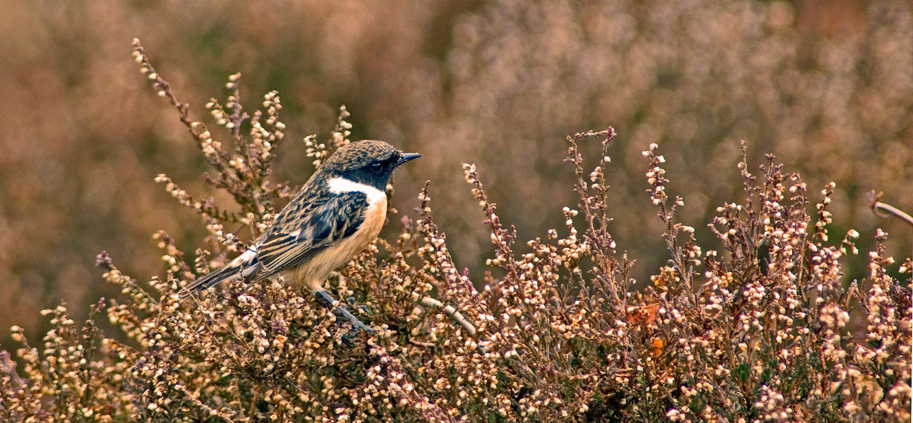 Roodborsttapuit in de heide Roodborsttapuit in de heide
