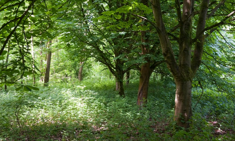 Harderbos