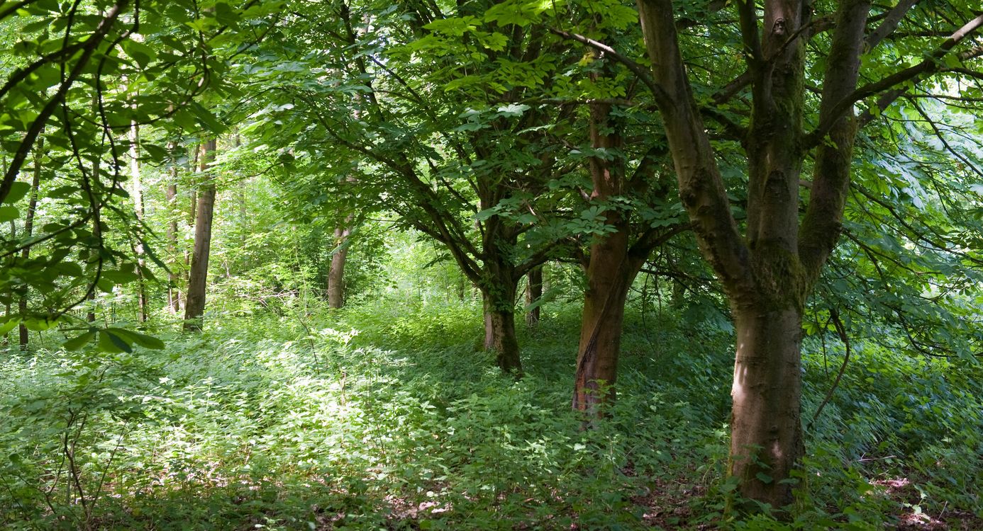 Harderbos