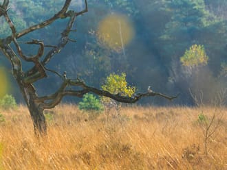 Zomerse foto op de heide met een dode boom 