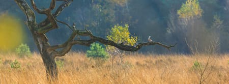 Zomerse foto op de heide met een dode boom 