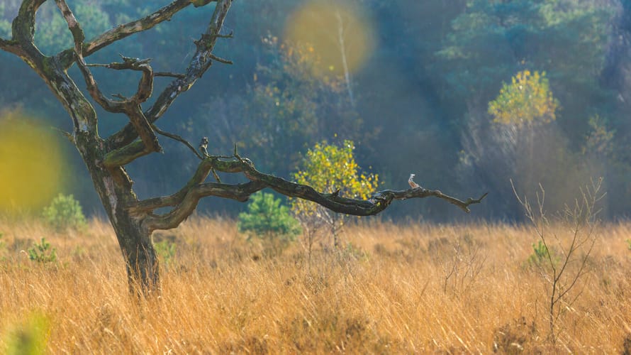 Zomerse foto op de heide met een dode boom 