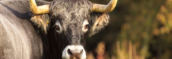 Bosbegrazing 