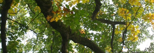 Bladerdek