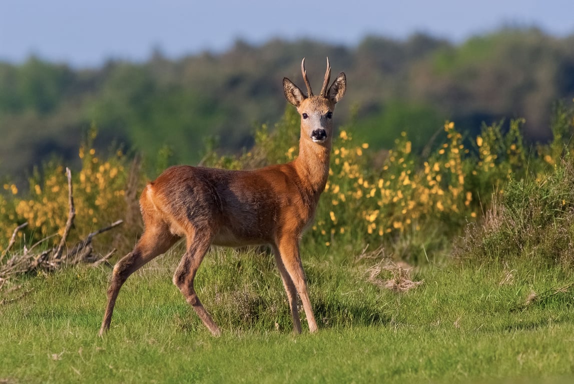 Wandel mee met de boswachter door Voornes Duin