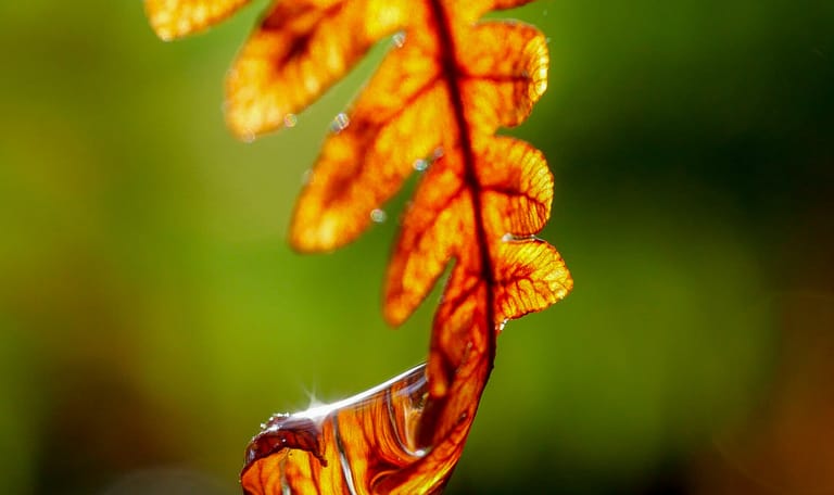 Blad in herfstkleuren