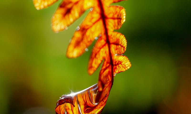 Blad in herfstkleuren