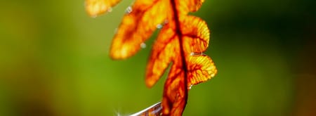 Blad in herfstkleuren