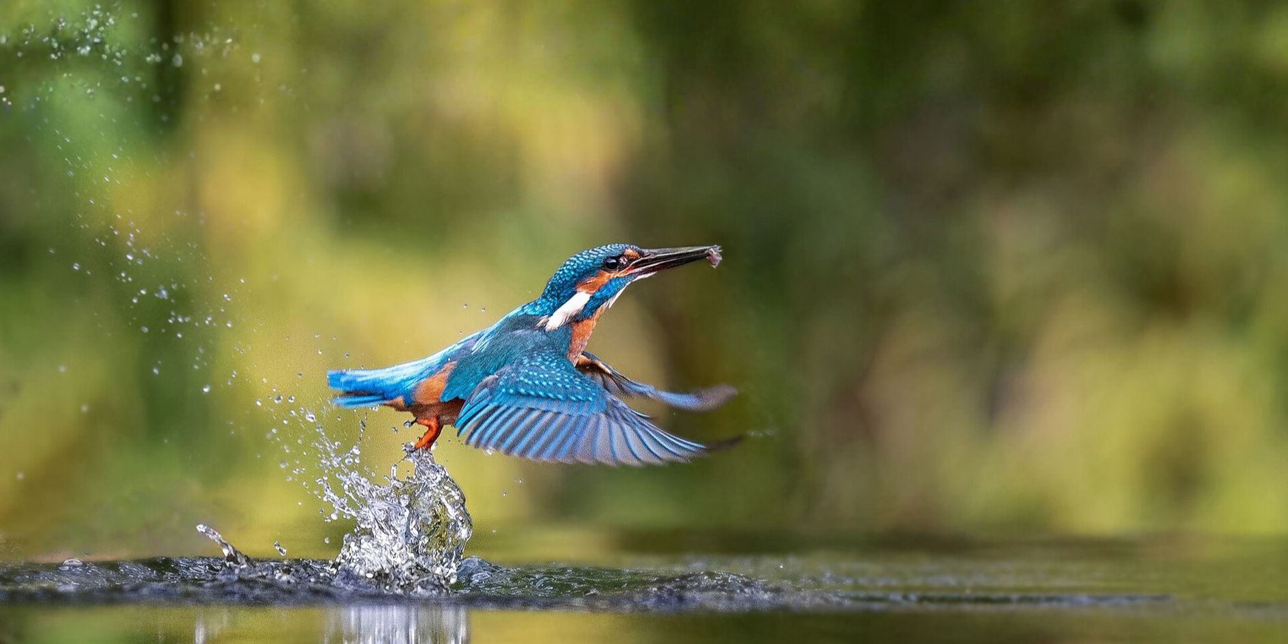 ijsvogel