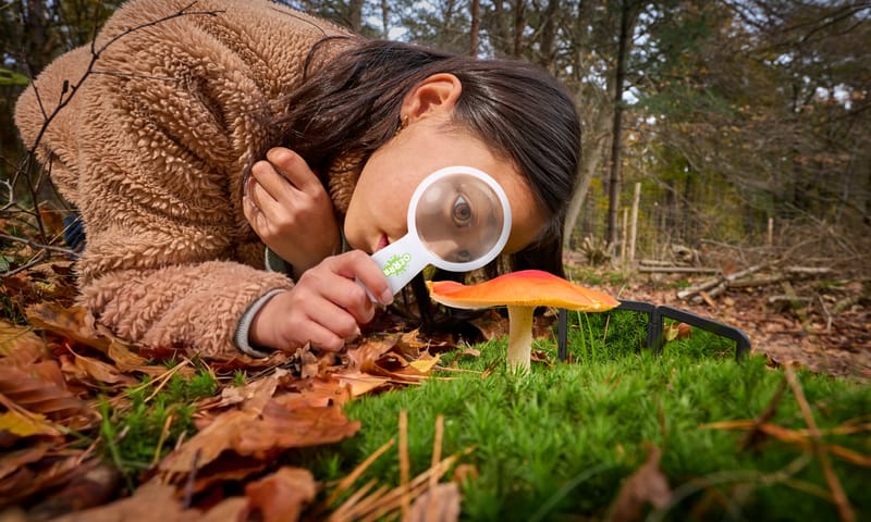 Kind bekijkt paddenstoel
