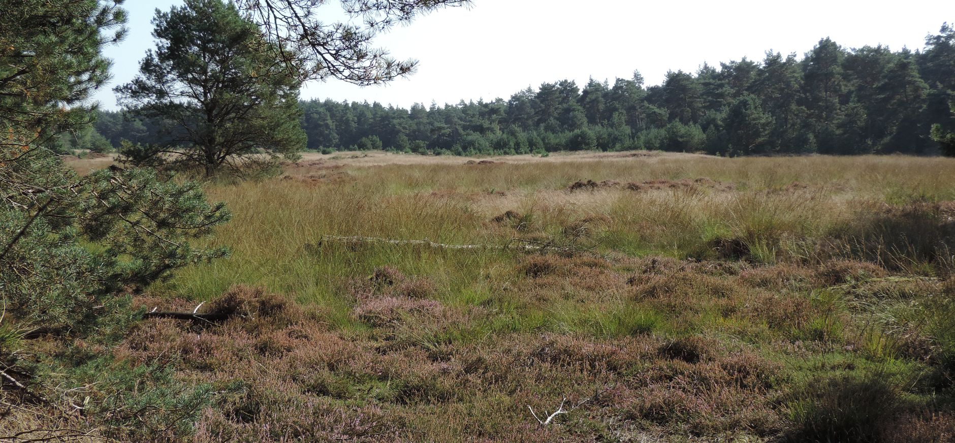 Rechterenseveld Dalfsen