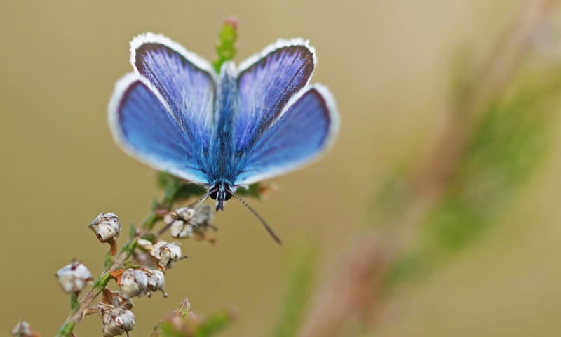 Heideblauwtje Heideblauwtje