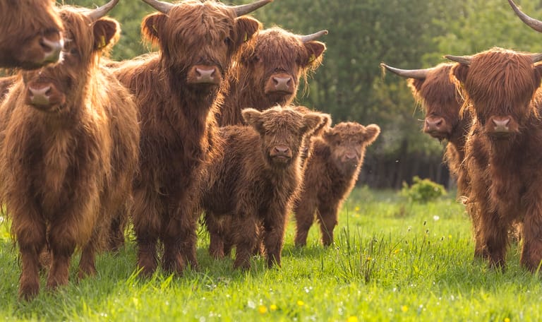 Schotse hooglanders