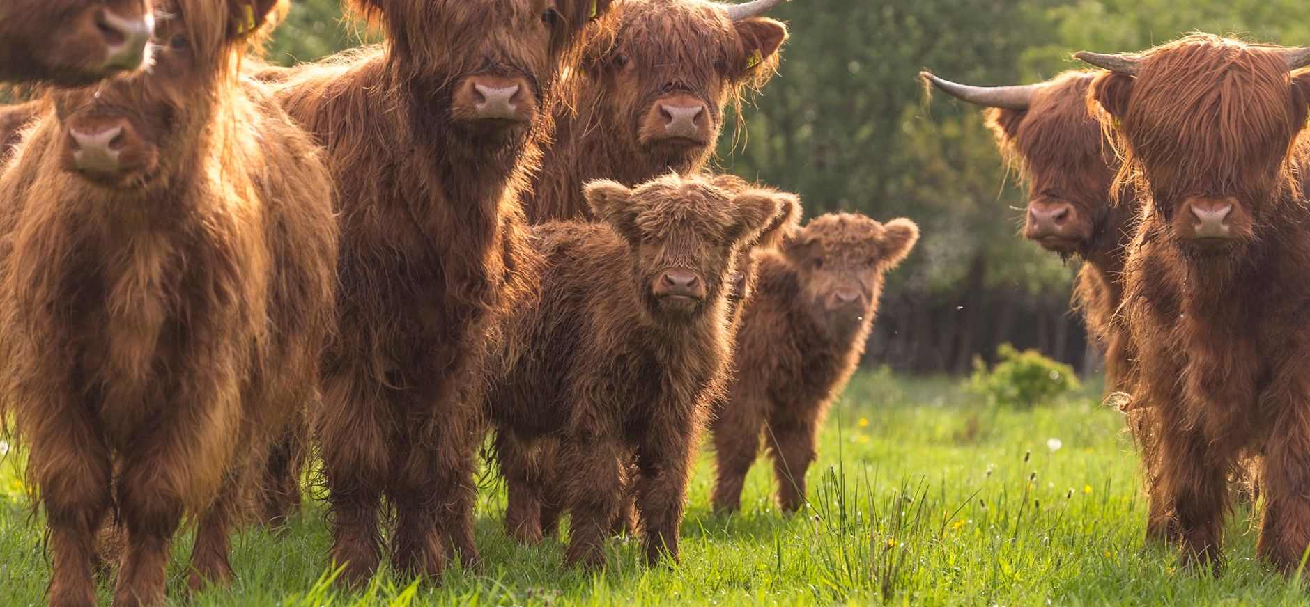 Schotse hooglanders