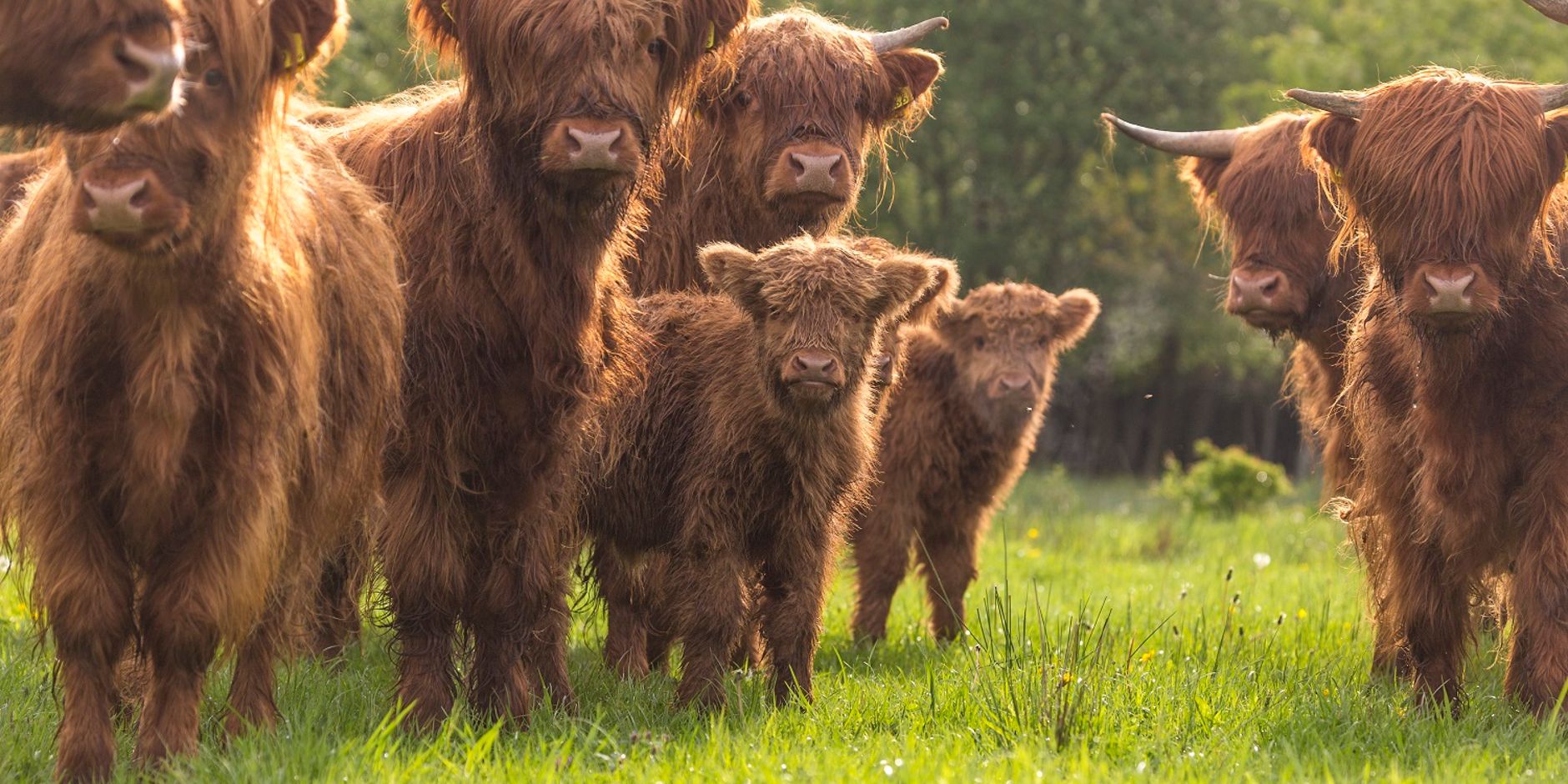 Schotse hooglanders