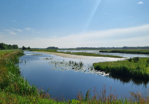 Grond geplagd in 2023 en ingericht voor moerasvogels