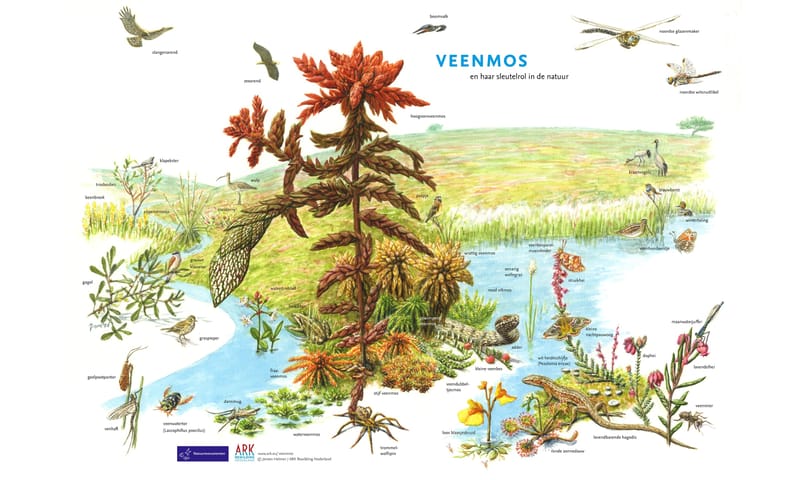Poster veenmos en haar sleutelrol in de natuur Poster veenmos en haar sleutelrol in de natuur