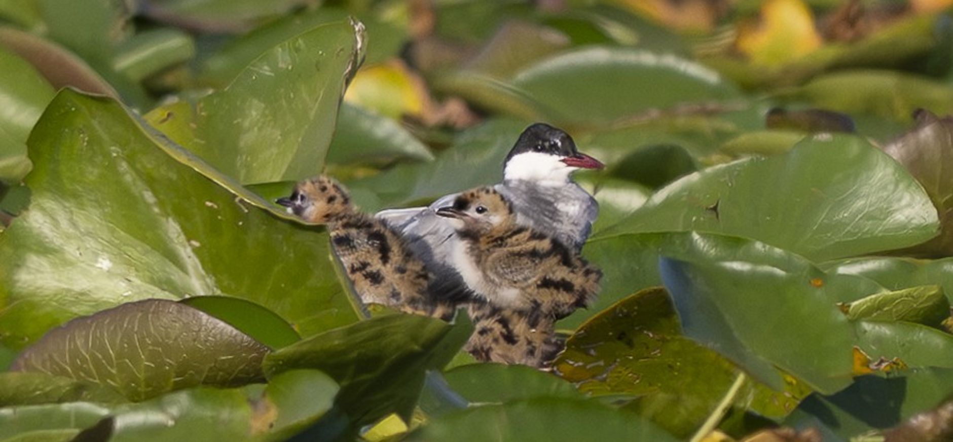 Witwangstern met jongen op blad van gele plomp