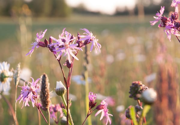 Echte koekoeksbloem