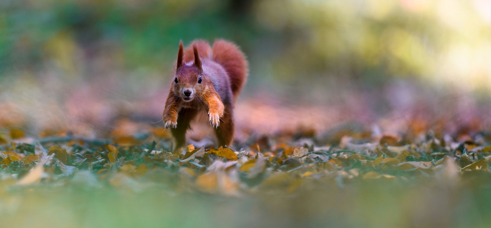 Eekhoorn in de herfst Rode eekhoorn rent over de met bladeren bedekte grond