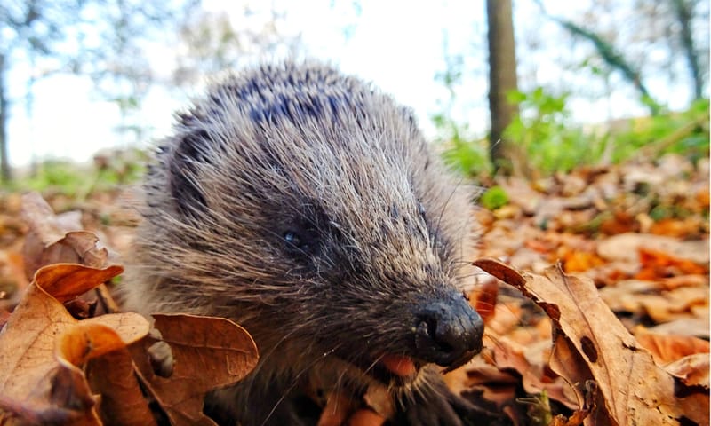 egel