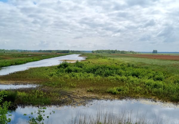 Uitzicht op de Oostelijke binnenpolder van Tienhoven