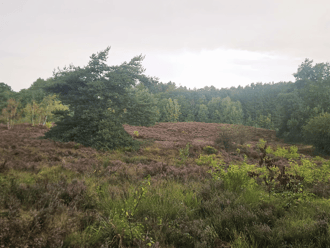 Heide in bloei Uitzicht op de heide eind augustus