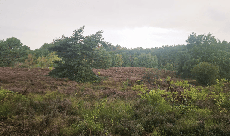 Heide in bloei Uitzicht op de heide eind augustus
