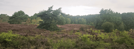 Uitzicht op de heide eind augustus