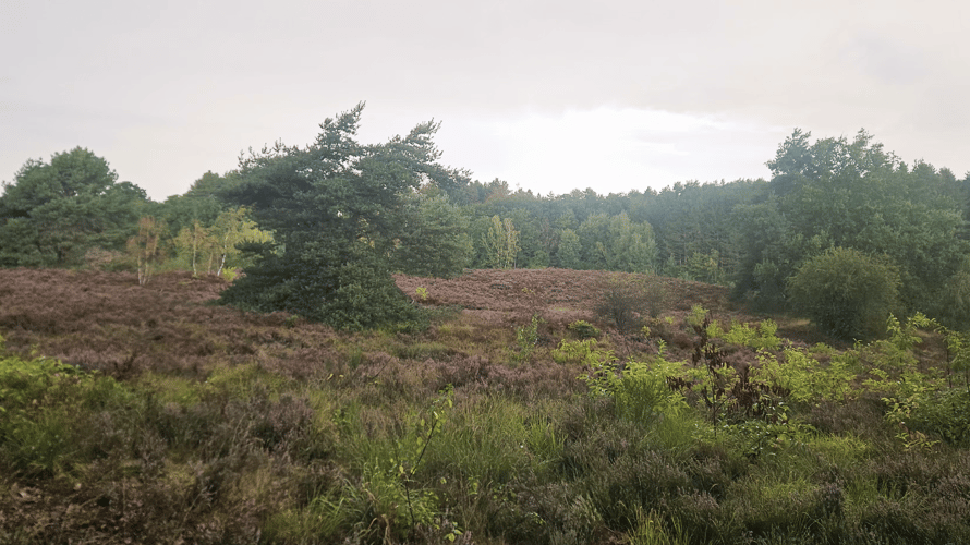 Heide in bloei Uitzicht op de heide eind augustus
