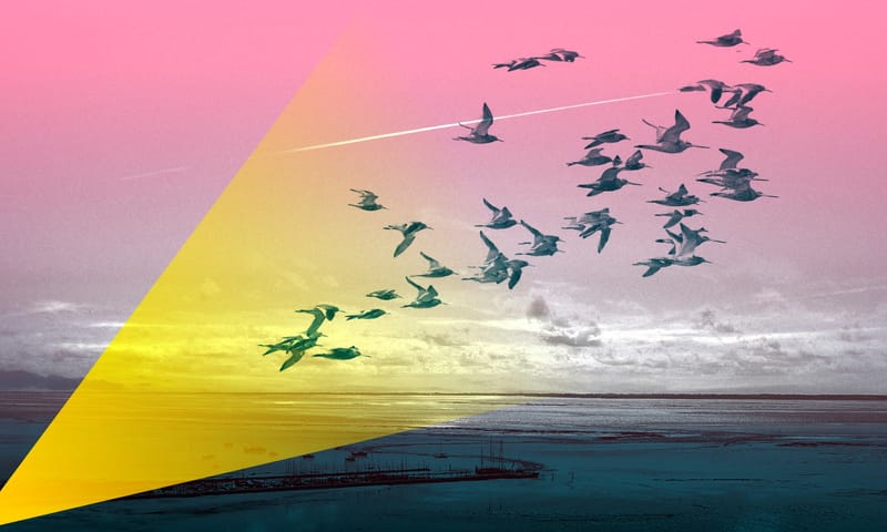 een zwerm vogels vliegt in het licht van de vuurtoren