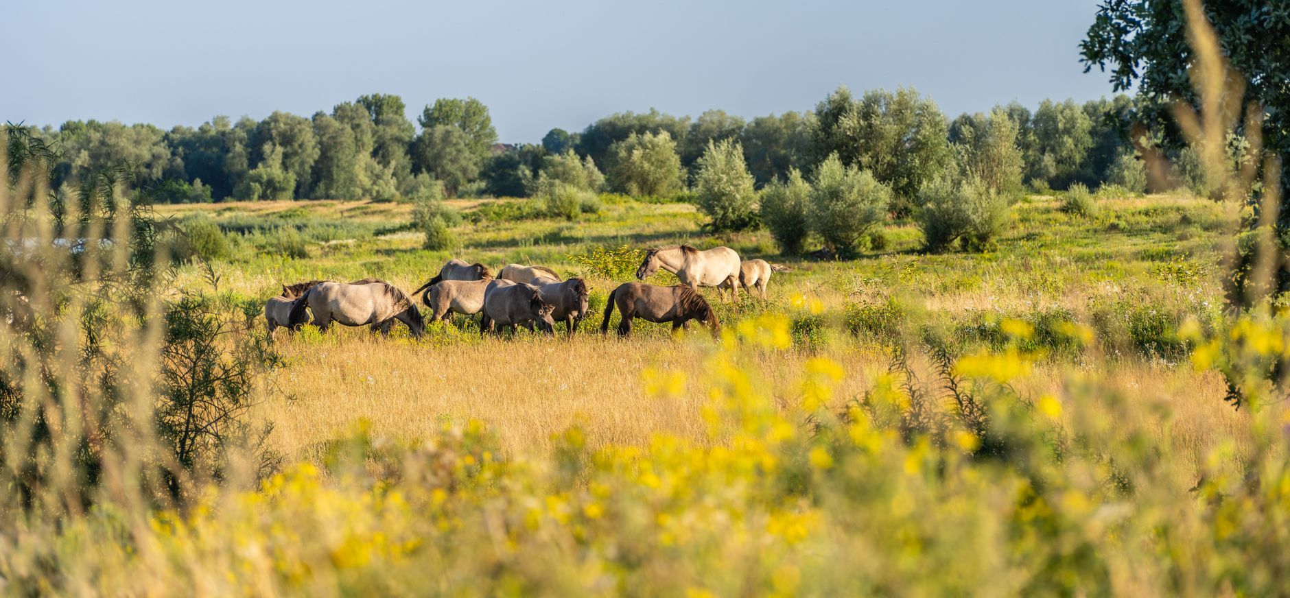 Wilde riviernatuur in de Maasvallei