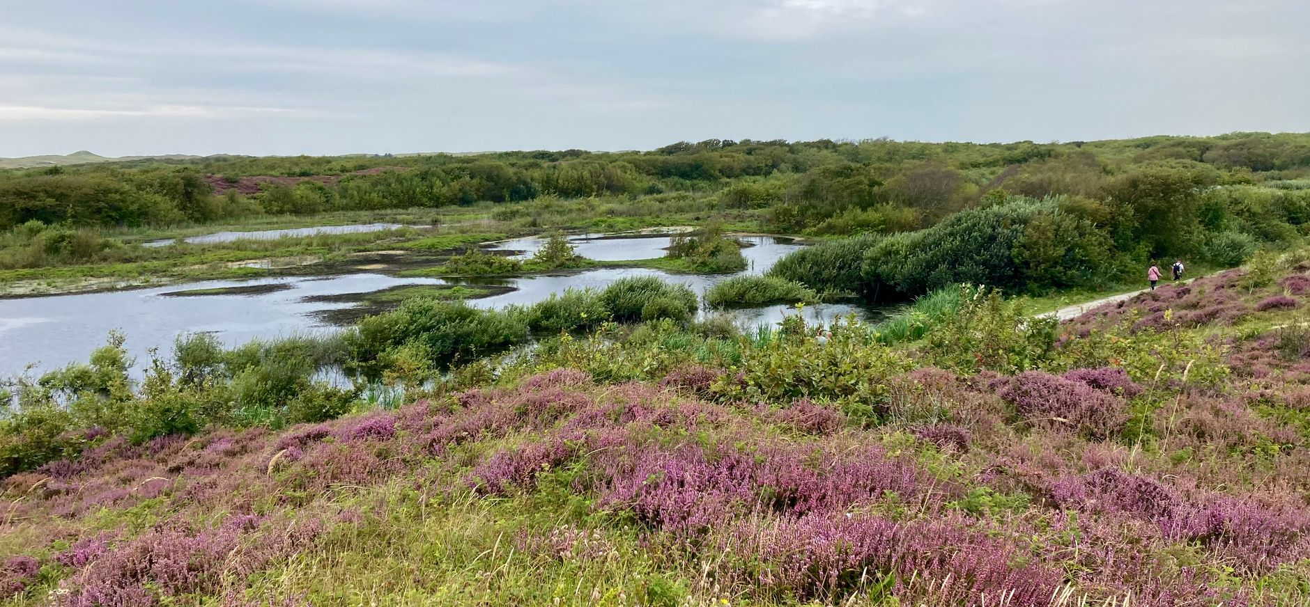 Zwanenwater met duinmeer