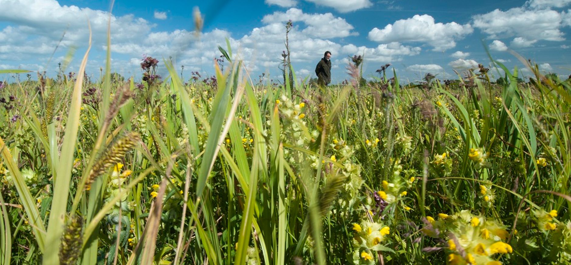 Rotterdamse natuur