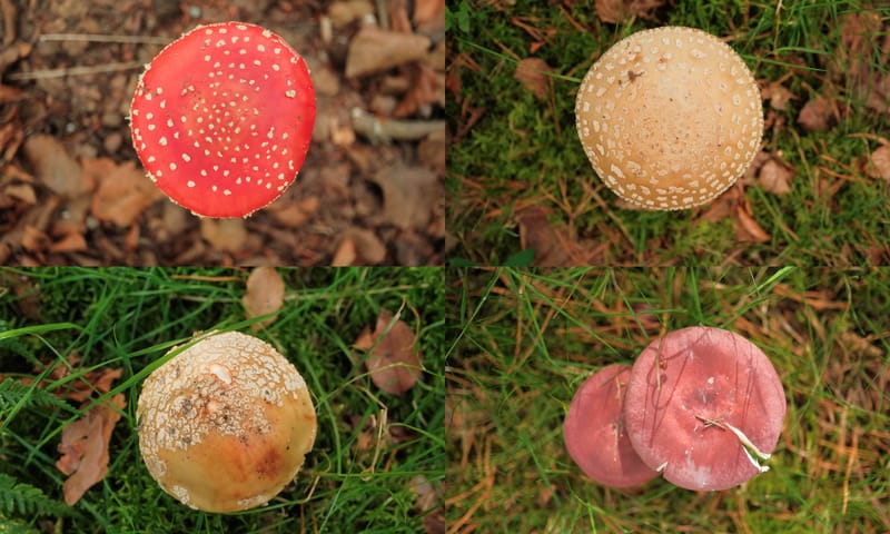 Paddenstoelen Paddenstoelen