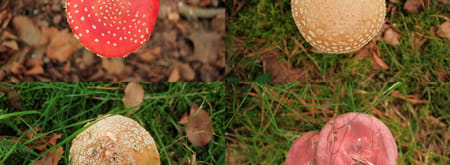 Paddenstoelen