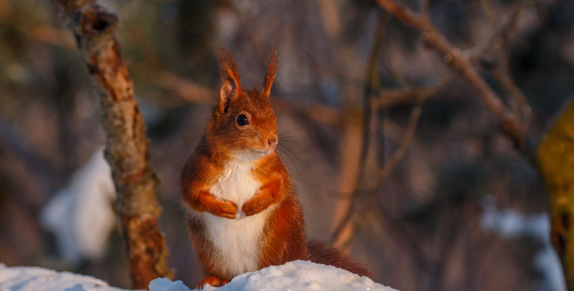 Eekhoorn in de sneeuw