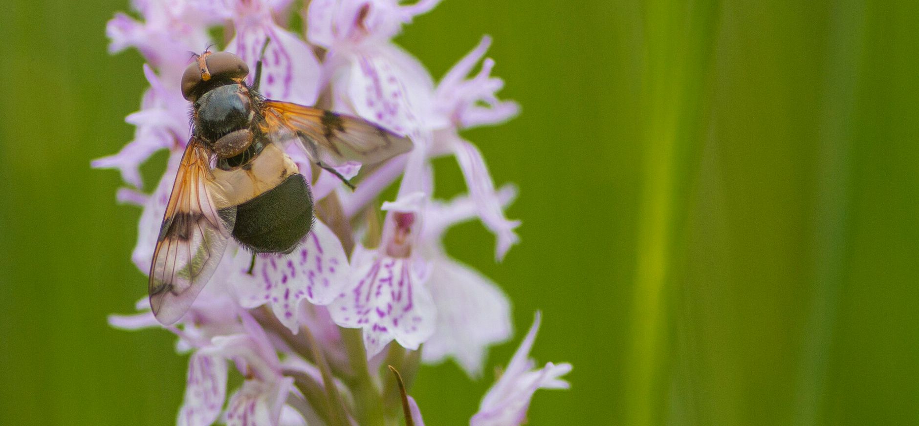 Gevlekte orchis met zweefvlieg Gevlekte orchis met zweefvlieg