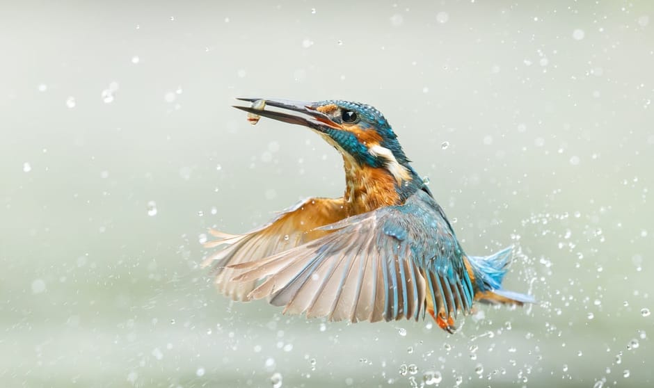 IJsvogel met visje IJsvogel met visje