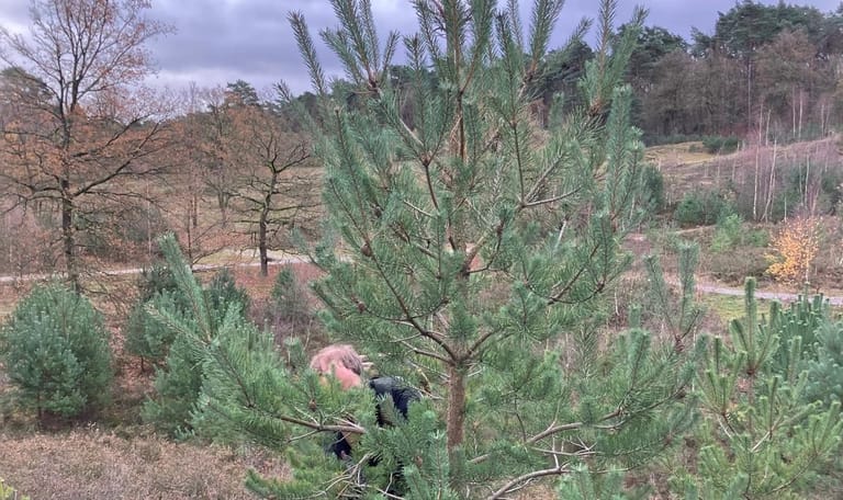 Jongen zaagt aan een den op de Brunssummerheide