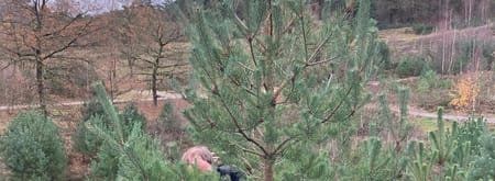 Kerstden zagen op de Brunssummerheide Jongen zaagt aan een den op de Brunssummerheide