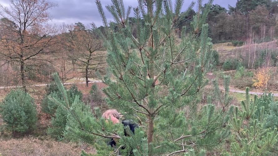 Jongen zaagt aan een den op de Brunssummerheide