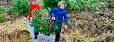 Kerstden zagen op de Brunssummerheide Gezaagde kerstden van de Brunssummerheide meenemen
