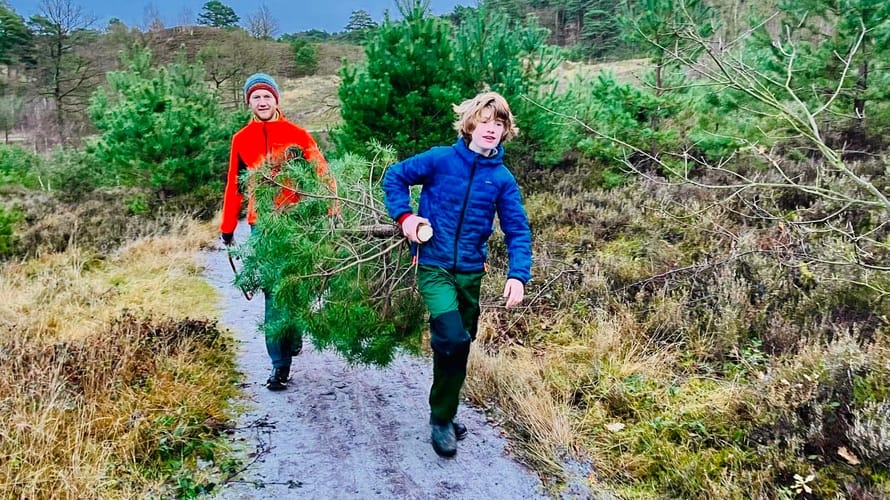 Kerstden zagen op de Brunssummerheide Gezaagde kerstden van de Brunssummerheide meenemen