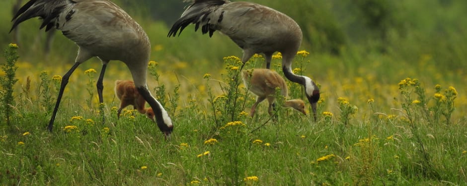 Kraanvogels met kuikens