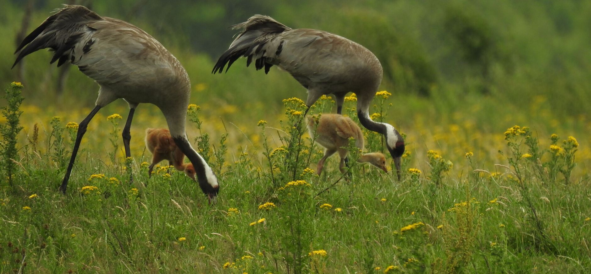 Kraanvogels met kuikens Kraanvogels met kuikens