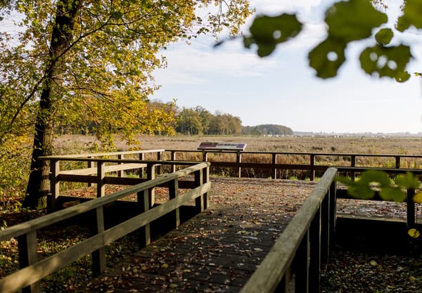 Ellersinghuizerveld